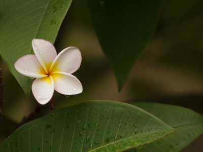 Pacific women and breast cancer